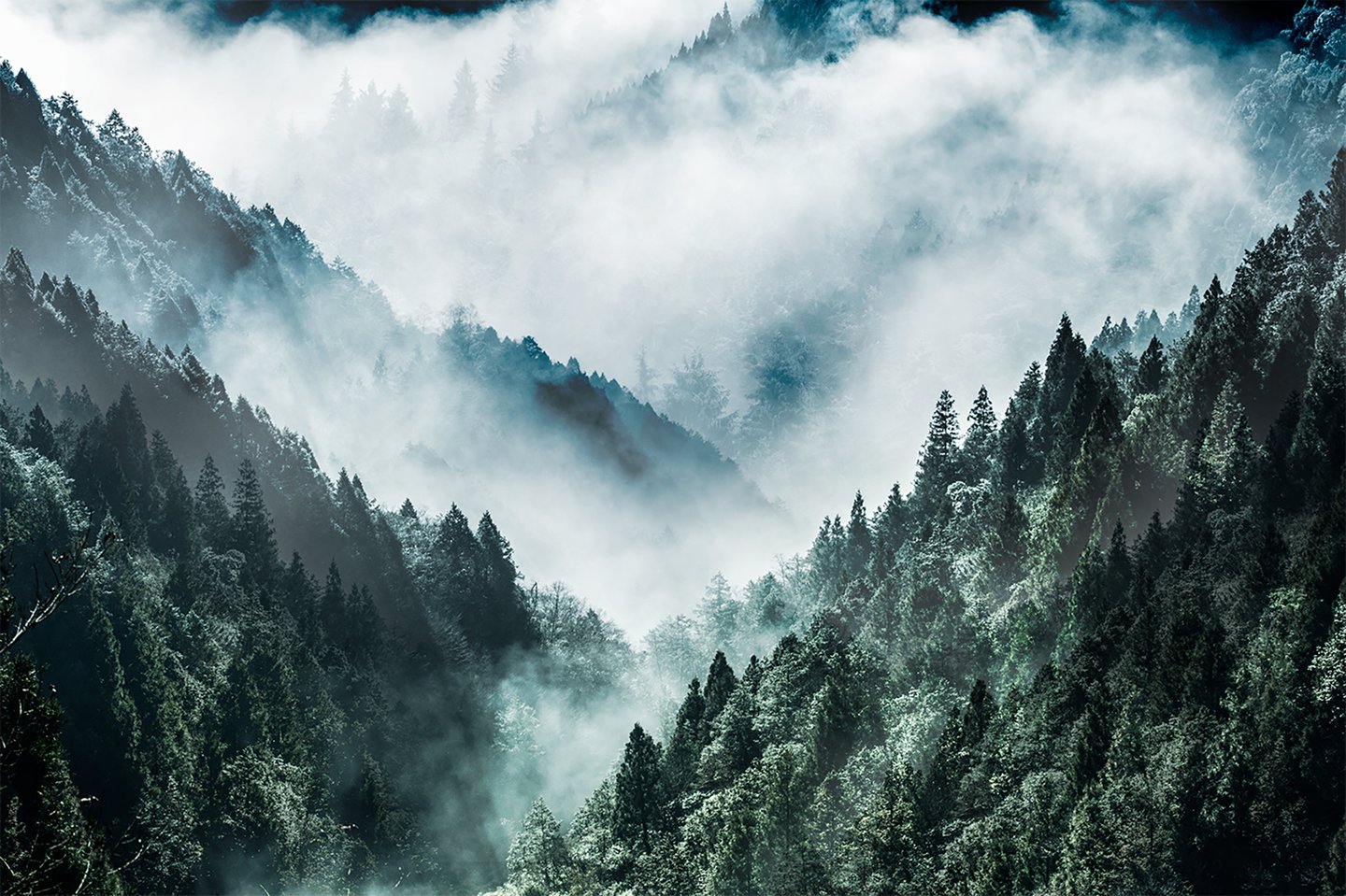 Misty Forest taulu 80x120cm