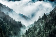 Pikkukuva: Misty Forest taulu 80x120cm