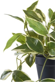 Pikkukuva: Hoya Carnosa tekokasvi, vihreä K:33 cm