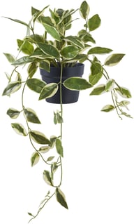 Pikkukuva: Hoya Carnosa tekokasvi, vihreä K:33 cm